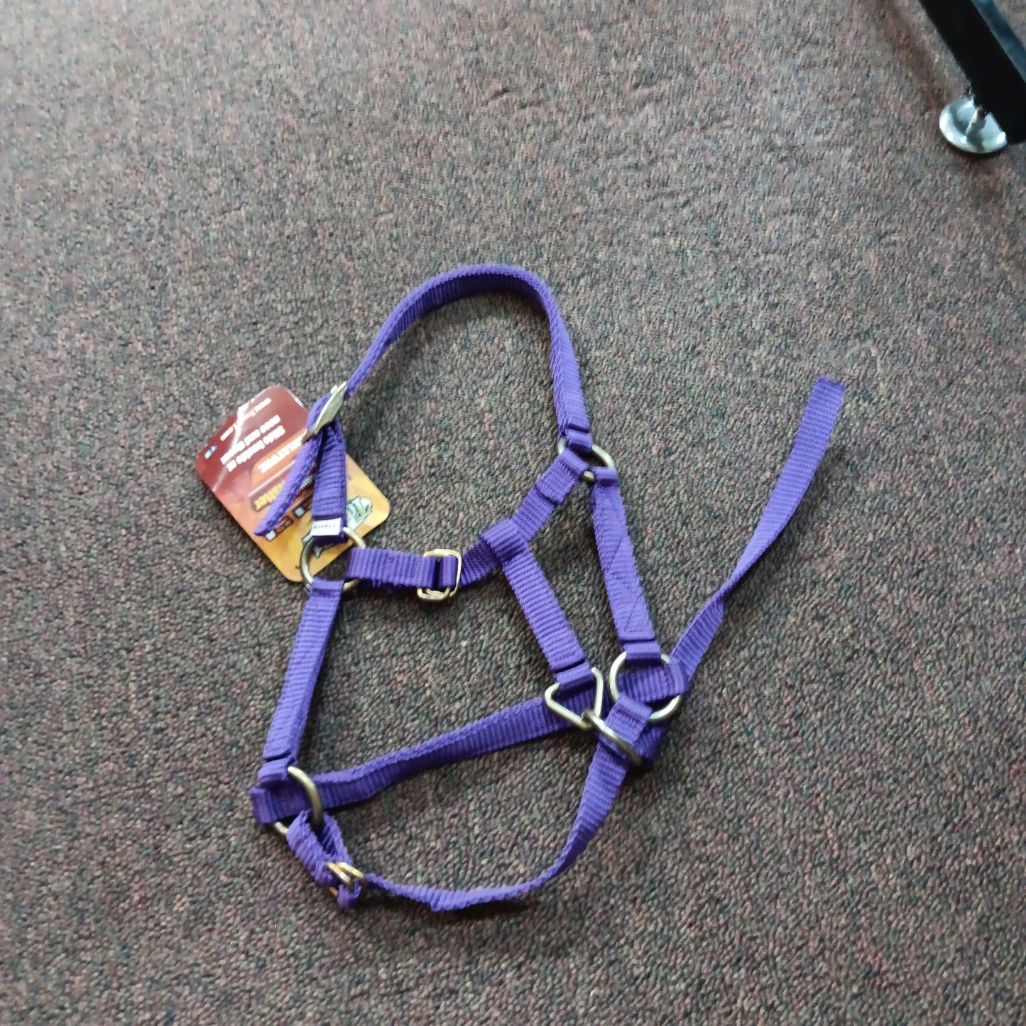 JT Mini Halter-purple : mini